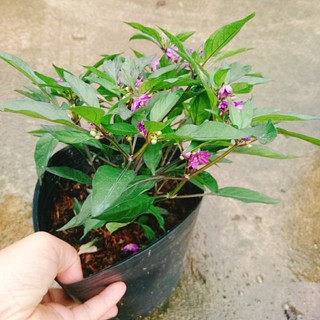 Cây Ớt Tím - cây ớt cảnh - caykiengsadec