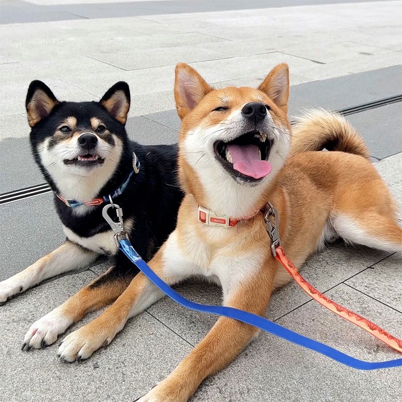 HamshMoc Dây Dắt Thú Cưng Đi Dạo Bằng Nylon Chống Nước Có Móc Với Tay Cầm Rộng Chống Mùi Mạnh Mẽ