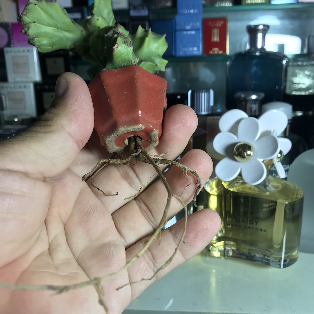 Cây xương rồng mini siêu dễ thương, cây thật!