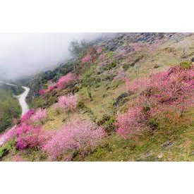 Hạt giống hoa đào vùng núi Tây Bắc hoa thơm quả ngon ngọt
