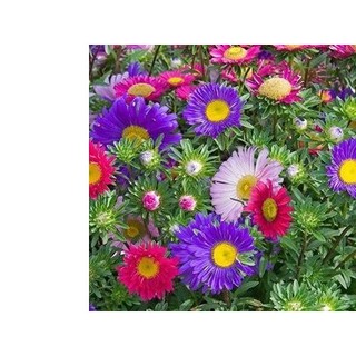 50h hạt giống cúc đà lạt mix màu