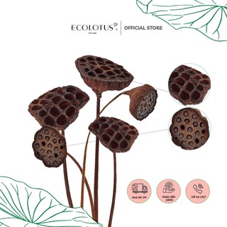 Gương sen sấy khô ecolotus, trang trí tết 2023