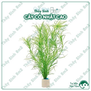 Cỏ nhật giống cao | cây thủy sinh hậu cảnh, không co2 | 8m2