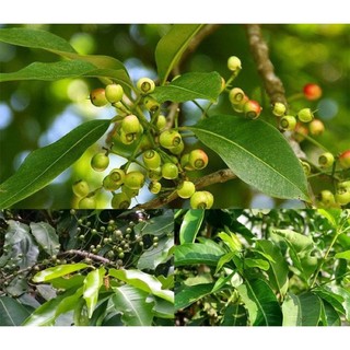 1kg lá vối nếp tươi nhà trồng