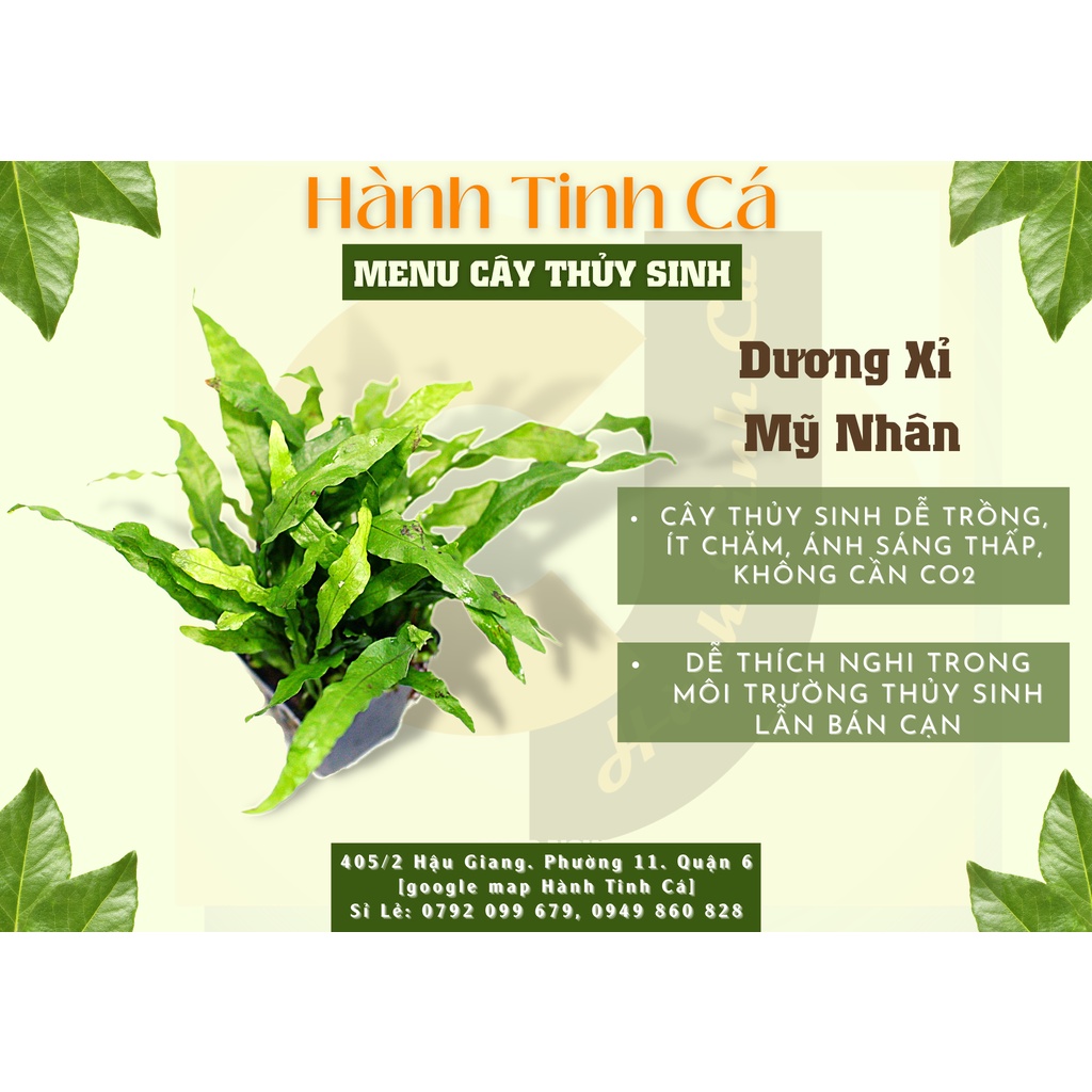 Dương xỉ Mỹ Nhân, cây thủy sinh dễ trồng không cần CO2 phụ kiện trang trí hồ cá tép cảnh