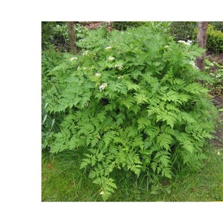 100h Hạt Giống Chervil Vertissimo Ngò Rí Tây