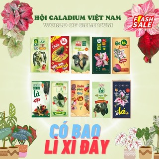 Combo 1 túi 10 bao lì xì cây kiểng lá Caladium
