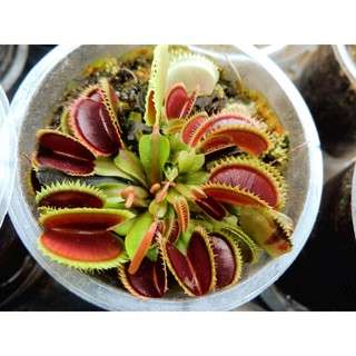 Cây Bẫy Kẹp  venus flytrap G16 size lớn
