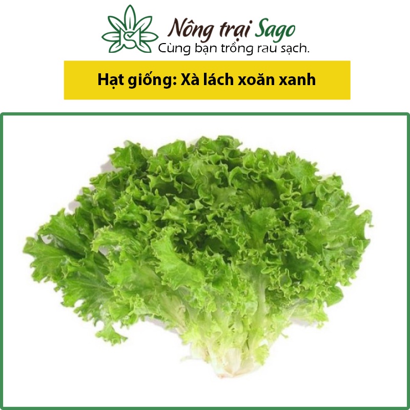 Hạt giống Xà Lách Xoăn Xanh Chịu Nhiệt, Sinh Trưởng Khỏe, Trồng Quanh Năm (gói 5 gr) - Nông Trại Sago