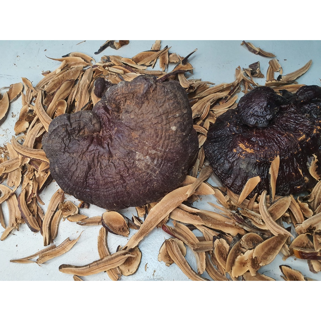 Nấm Lim Xanh Rừng 100% Từ Tự Nhiên Loại 1KG