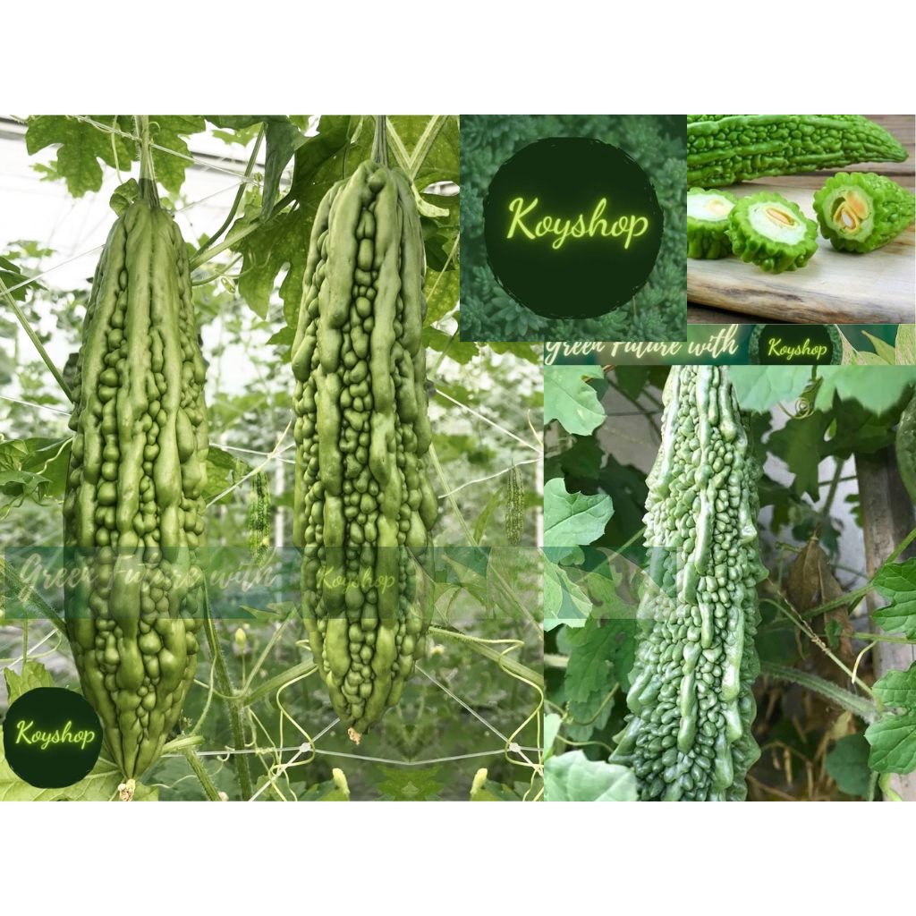 Hạt giống Khổ Qua Xanh Trái Dài Salsa, mướp đắng trái dài, năng suất cao - Rado Seeds X 2 gói - Giá sỉ tốt hơn!