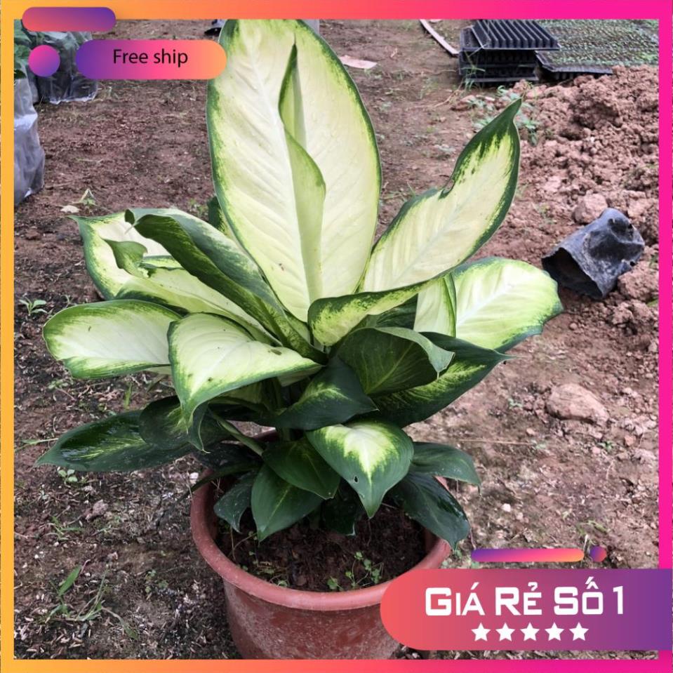 Cây sao sáng phong thủy size to, Chiều cao 30cm bụi chắc khỏe lá sáng xanh (Hàng Chuẩn)