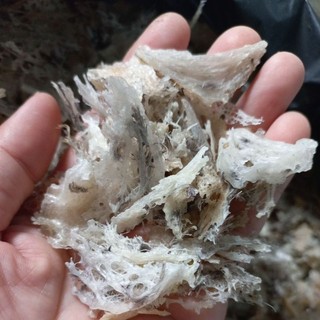 10g vụn yến thô loại vụn to
