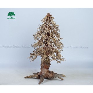 Lũa Bonsai, Lũa thủy sinh dùng trang trí hồ cá cảnh, hồ thủy sinh, văn phòng, nhà cửa- NHÀ XANH