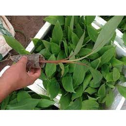 Cây giống Chuối Đỏ Dacca (giống cây mô siêu đẹp + 3 tháng cho trái)