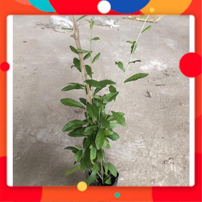 ĐẠI HẠ GIÁ Cây cúc tần ấn độ, Độ dài ngọn 35cm buông rủ rèm che nắng lá xanh mướt