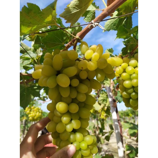 Cây Nho Xanh Trái Dài Ninh Thuận Giống NH01- 48