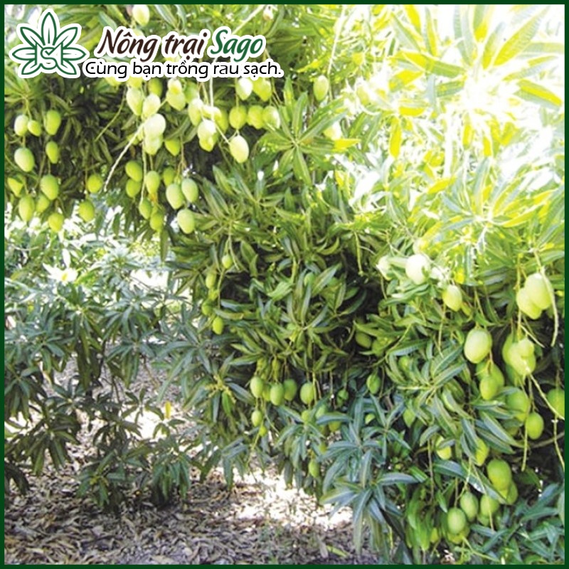 Phân bón NPK MINRO 15-5-20 (túi 1kg) phân bón hỗn hợp Ra hoa, ra trái - Nuôi hoa, nuôi trái - Nông Trại Sago