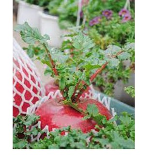 Hạt giống củ cải đỏ khổng lồ 100 hạt