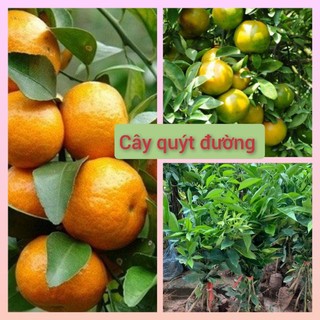Cây giống quýt Thái