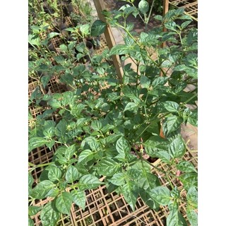 1 hạt giống ớt charapita , ớt được mệnh danh đắt nhất thế giới