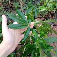 CÂY GIỐNG TRÔM LẤY MỦ ( sản phẩm có bảo hành)