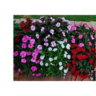 50h hạt giống hoa ngọc thảo mai địa thảo mix