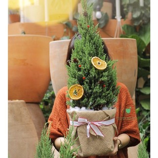 Cây Sơn Tùng trang trí Noel Giáng Sinh, chậu gói túi vải bố