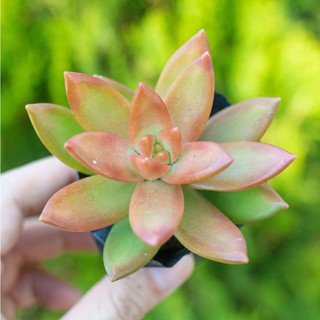 Sen đá vàng 5-7cm - Vườn sen đá