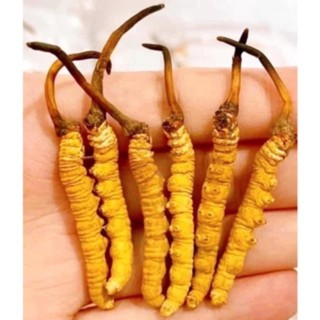  ĐÔNG TRÙNG HẠ THẢO BHUTAN NGUYÊN CON -(HÀNG ĐẶC BIỆT) 1.5gr/con (10-15 con,15gr) thượng phẩm đại bổ MS01