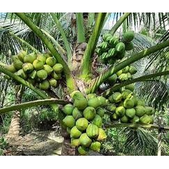cây giống dừa tam quan (siêu lùn)