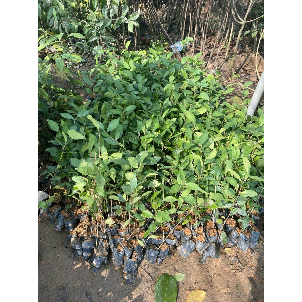 Cây chè xanh  hàng chuẩn đem lại hương vị trà thơm ngon chất lương cao