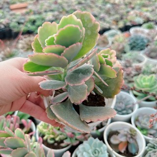 Sen đá thiên thần size trung 5-7cm