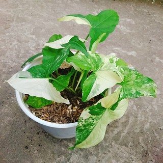 Cây Trầu Bà Đột Biến - Trầu Bà Var Trắng