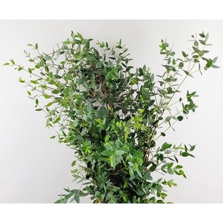 Cây khuynh diệp lá kiếm (Eucalyptus Gunni)