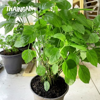 Rau Bồ Ngót Nhật