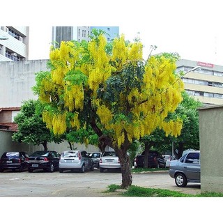 40h hạt giống hoa muồng hoàng yến vàng