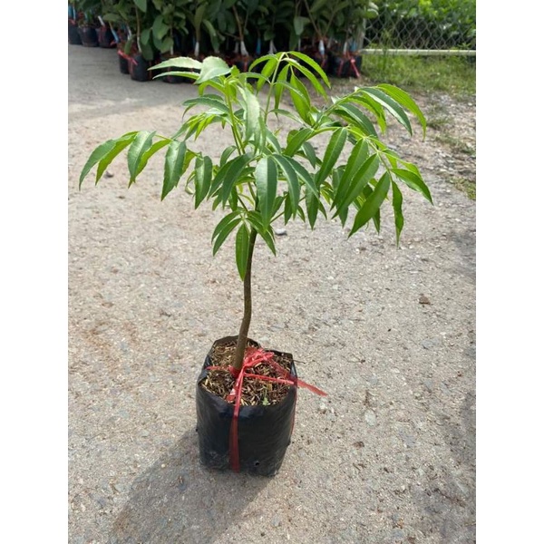 Cóc cày Thái  ...Cóc  cày  lùn...