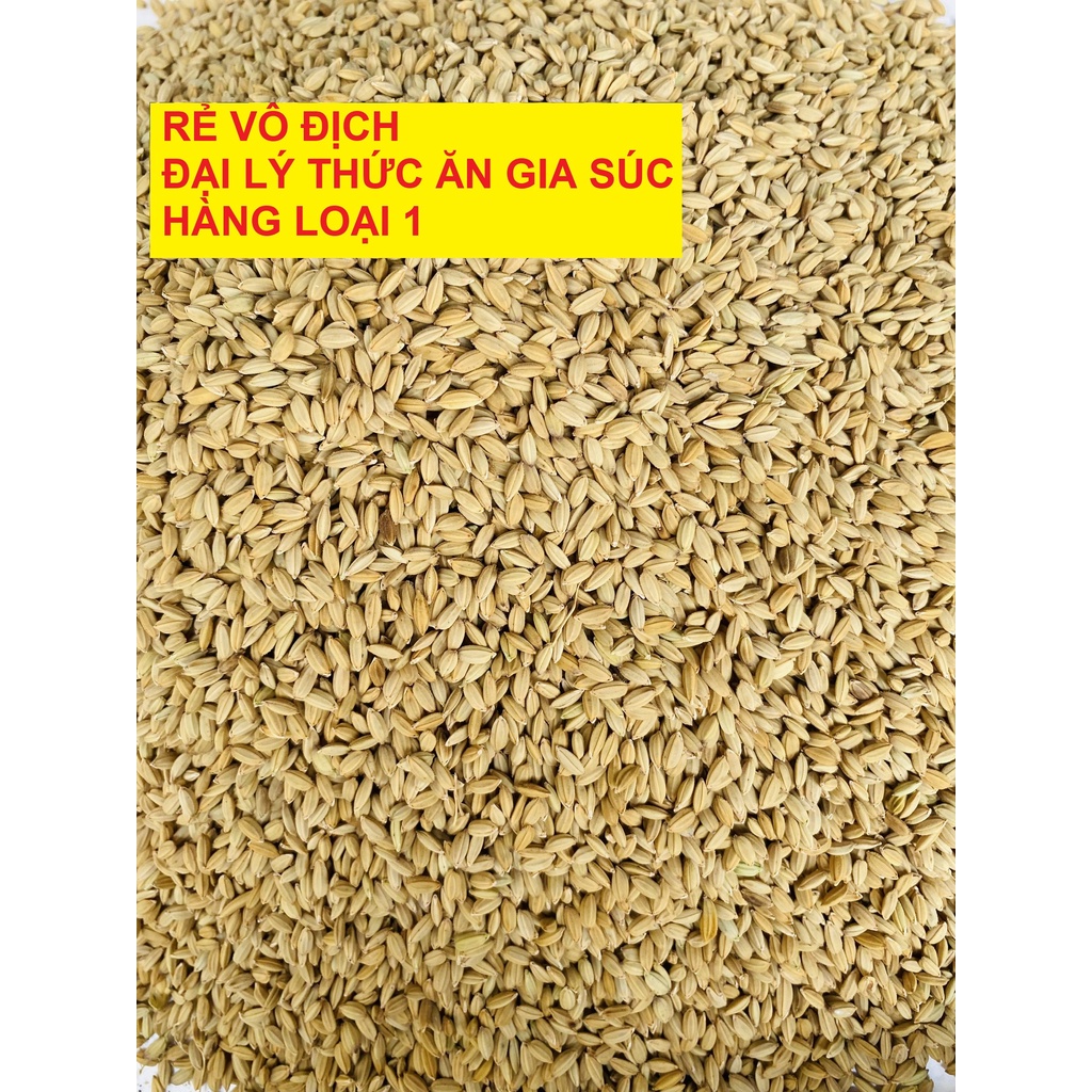 Lúa Tiêu Ruột Đỏ Hạt Nhỏ - Giá Sỉ Khi Mua Lẻ