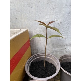 CÂY MẬN ĐIỀU (cao 15 - 20cm) - 1 cây