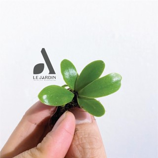 Ổ phụng, Dương xỉ ổ phụng mini, dương xỉ mini, terrarium, dương xỉ đã thuần, set hồ terarium, bán cạn, non bộ, tiểu cảnh