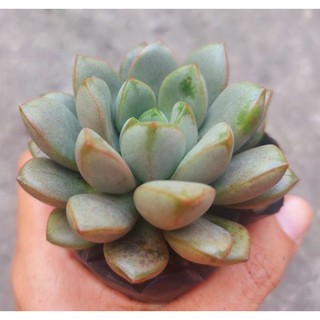 Sen đá hạt nút size bầu 5-6 cm - hư 1 đổi 1- cây cảnh trang trí- hoa đá shop