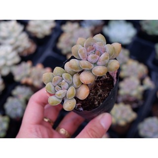 Sen đá sỏi tím gốc thụ size bầu 5cm hư 1 đổi 1