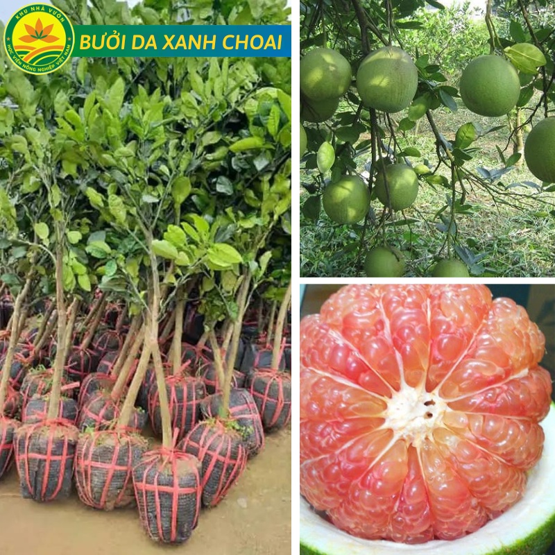 Bưởi Da Xanh Choai cao 1m2 m, cây vài tháng cho quả, chất lượng tốt năng suất cao