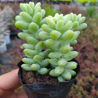 Sen đá chuỗi ngọc bi size bầu thuần khí hậu, siêu xinh, siêu khỏe lỗi 1 đổi 1 - vườn sen đá