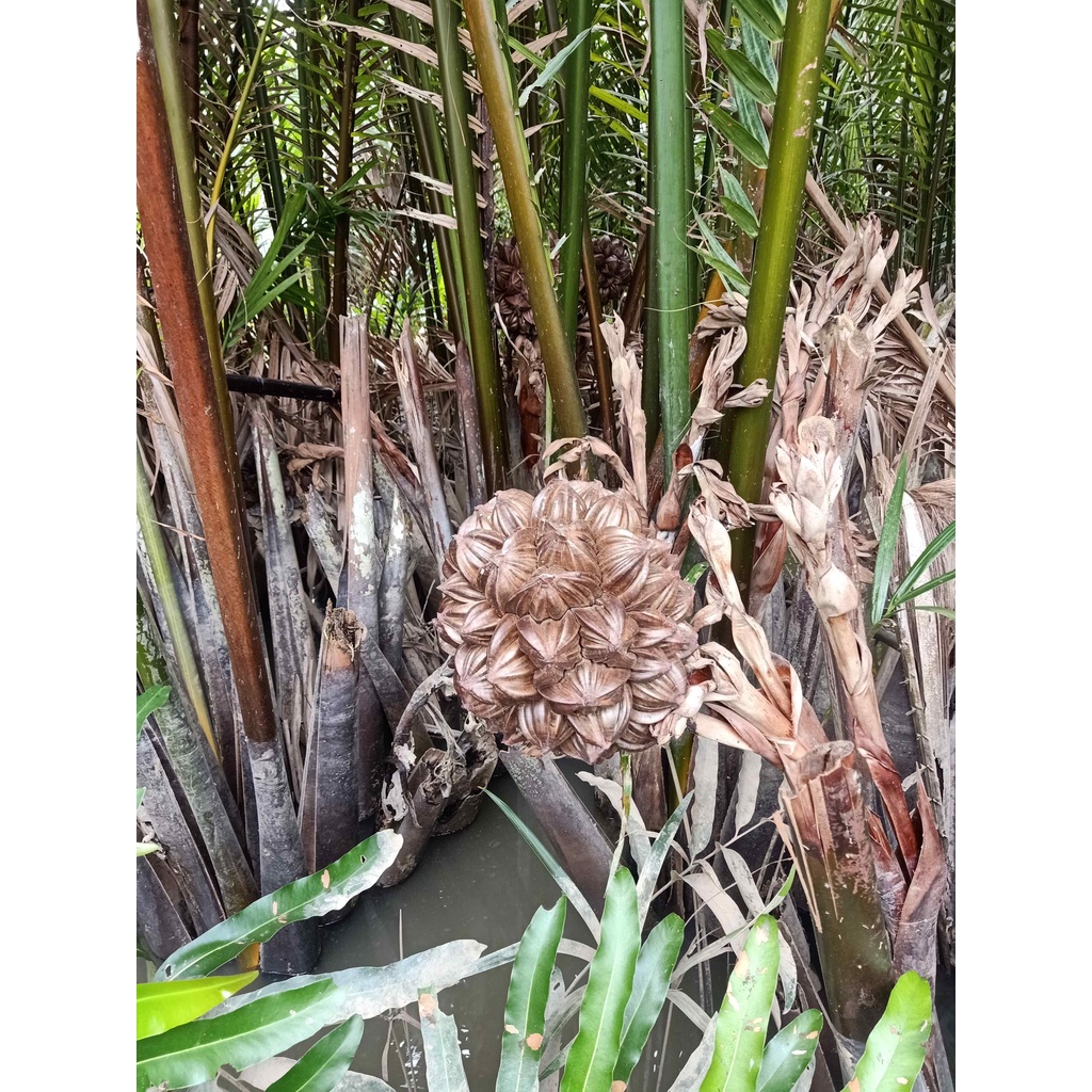 27 trái dừa nước tươi nguyên trái về tự chẽ