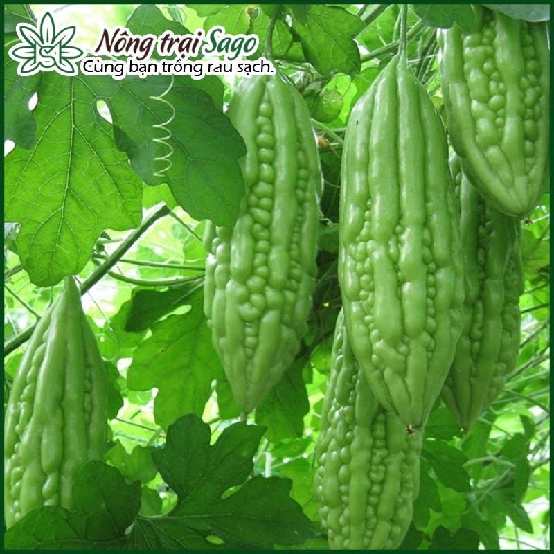 Hạt giống Khổ Qua Lai F1 Dễ Trồng, Ít Sâu Bệnh, Trái Sai, Trồng Quanh Năm (gói 10 hạt) - Nông Trại Sago