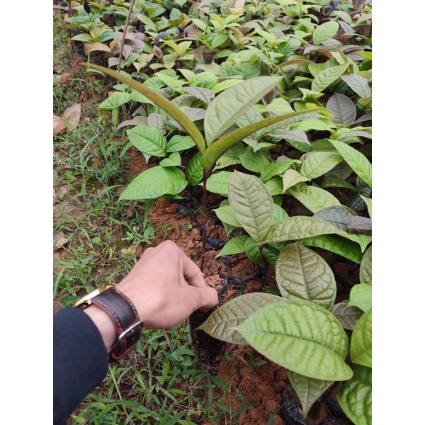 Trà hoa vàng hakoda Tam Đảo - cây giống ươm từ hạt