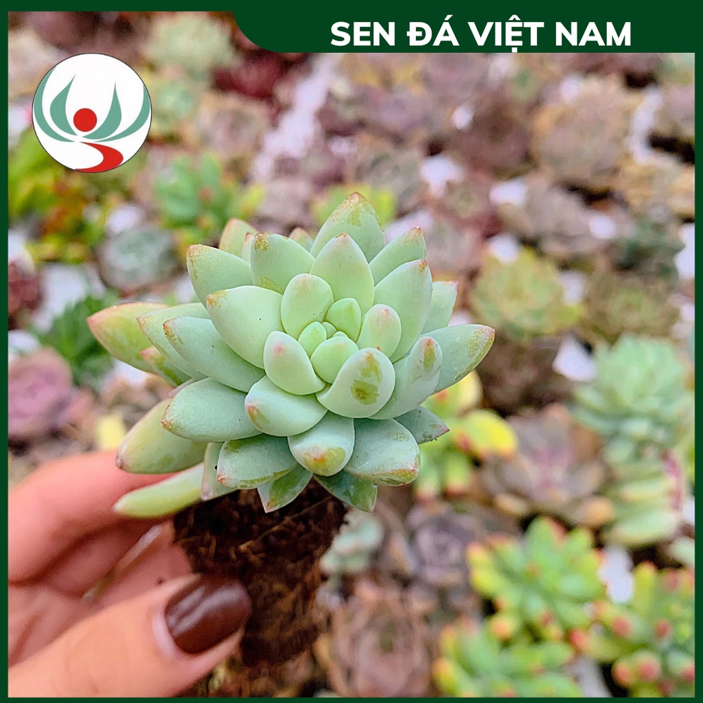 Sen Đá Chuỗi Ngọc Lam Size Vỉ Mini 2,5 - 4cm, Đã Thuần Khí Hậu Miền Bắc Khỏe Đẹp, Sen Đá Việt Nam
