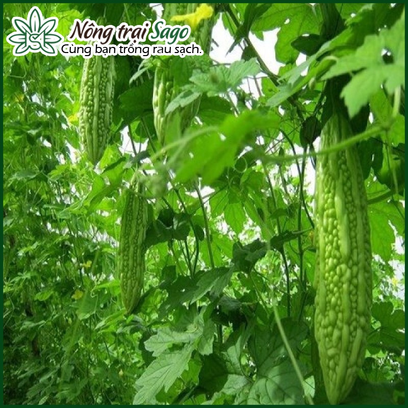 Hạt giống Khổ qua mỡ trái dài 17-20 cm (gói 2g) dễ trồng, cây sinh trưởng khỏe - Hạt giống rau củ quả Nông Trại Sago